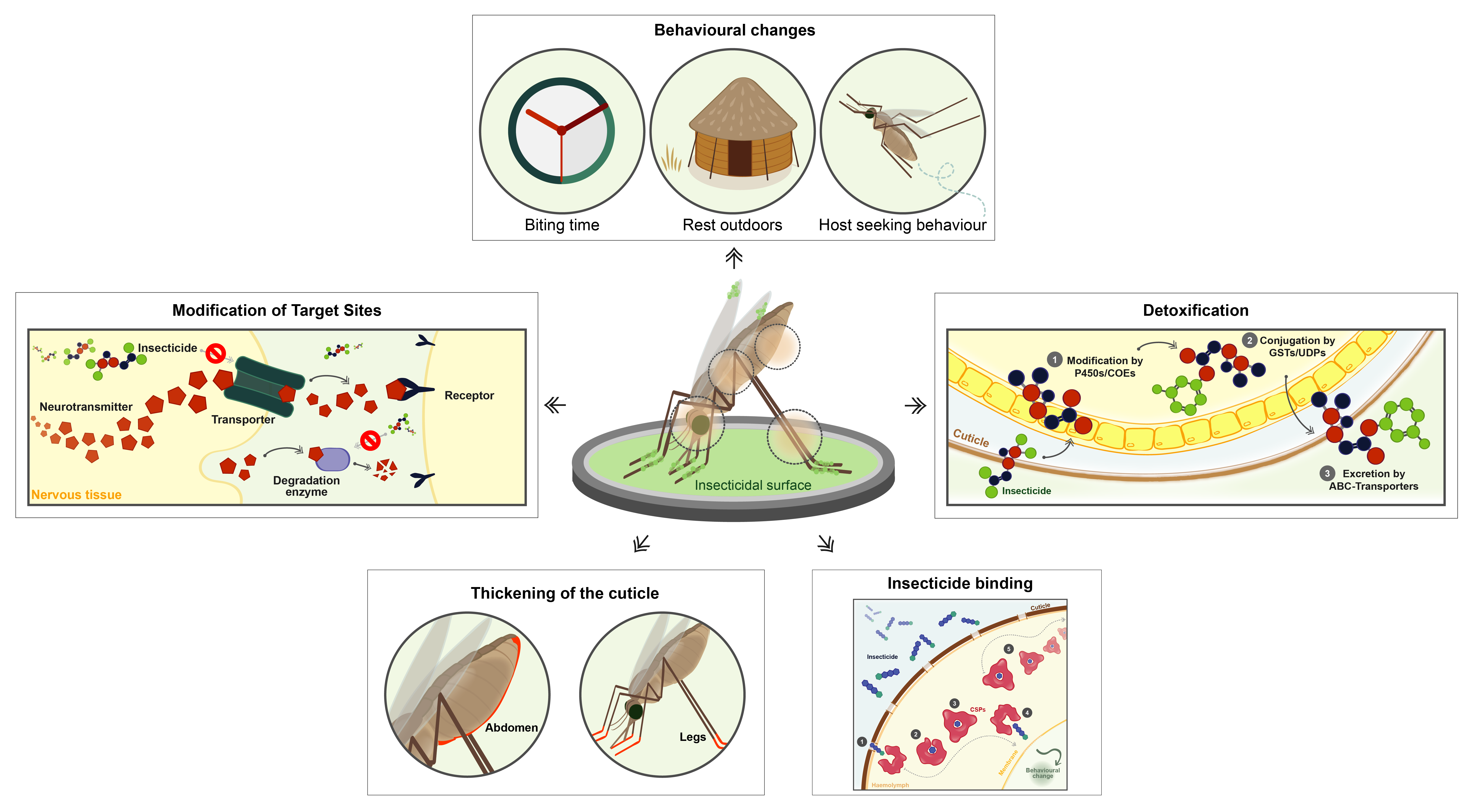 Malaria From Bench To Bedside German Center For Infection Research